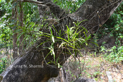 Cottonia peduncularis